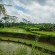 Bali - Rice Paddies 1