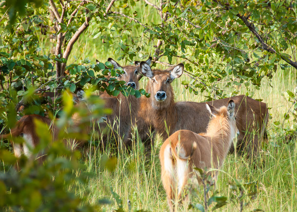 Mole National Park, Ghana