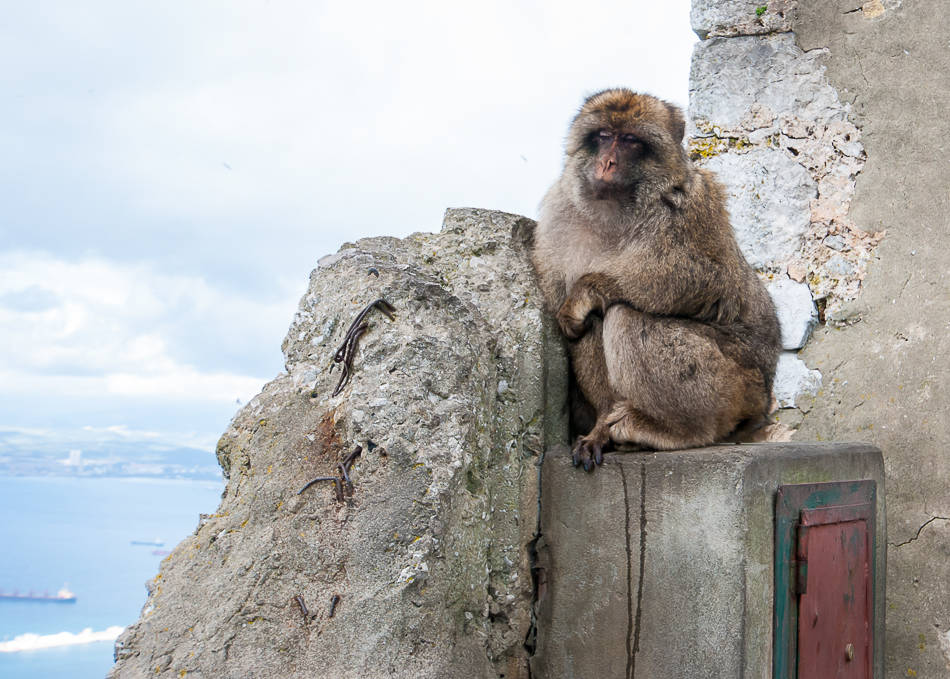 Barbary Apes - Gibraltar