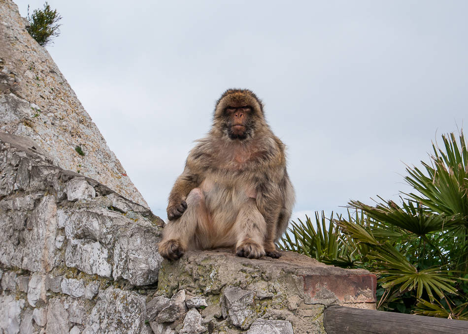 The Chief - Gibraltar