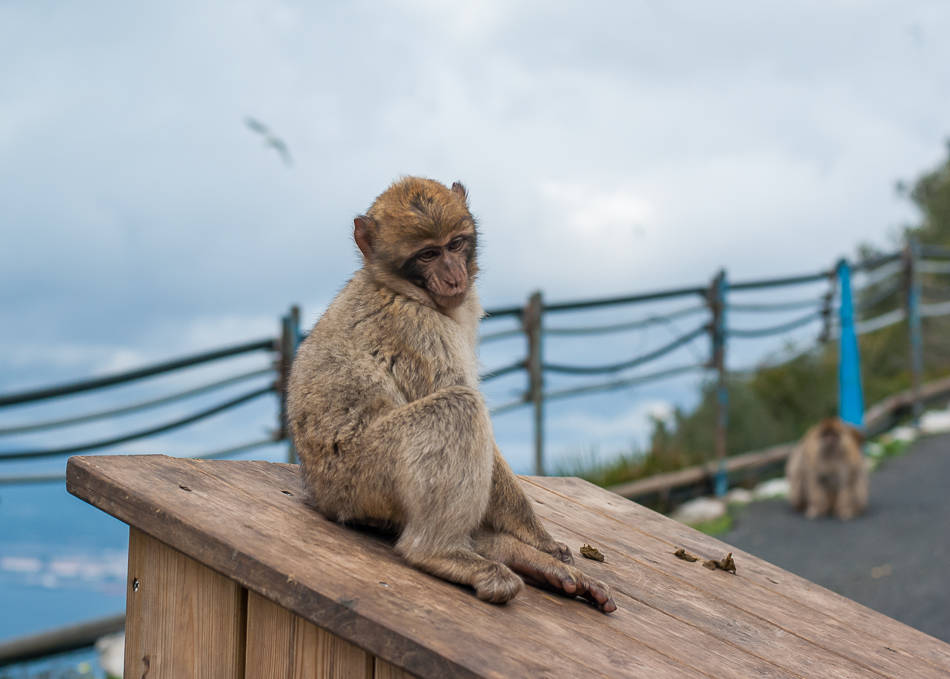 Barbary Apes - Gibraltar
