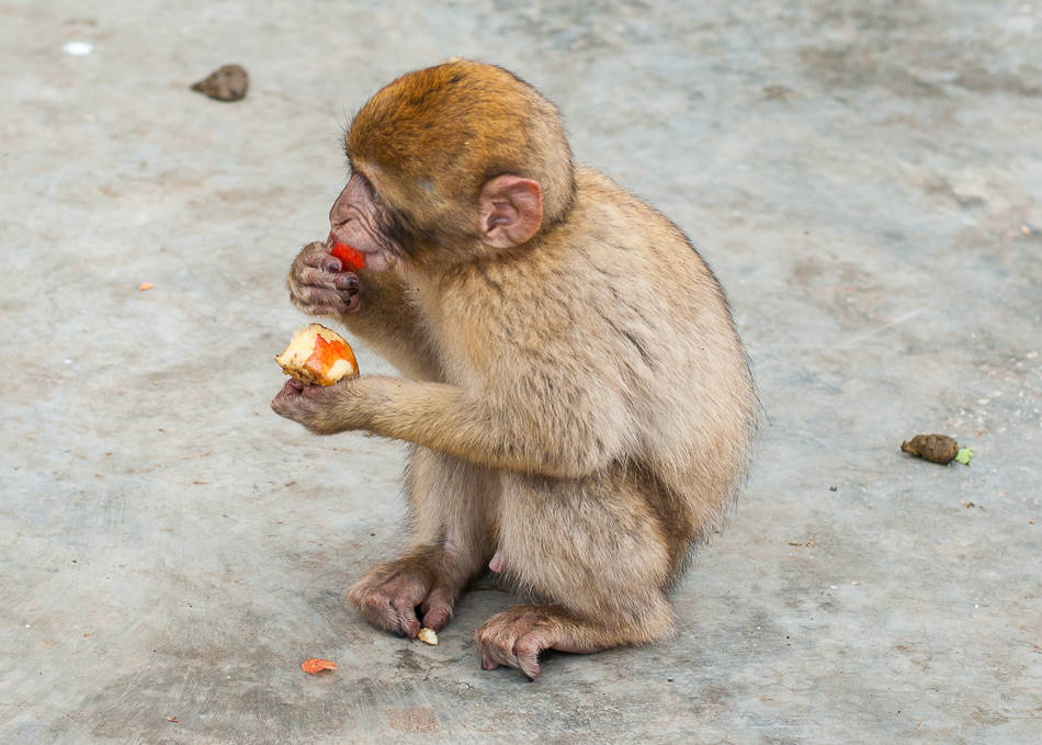Baby ape - Gibraltar
