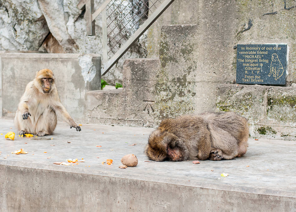 Food coma - Gibraltar
