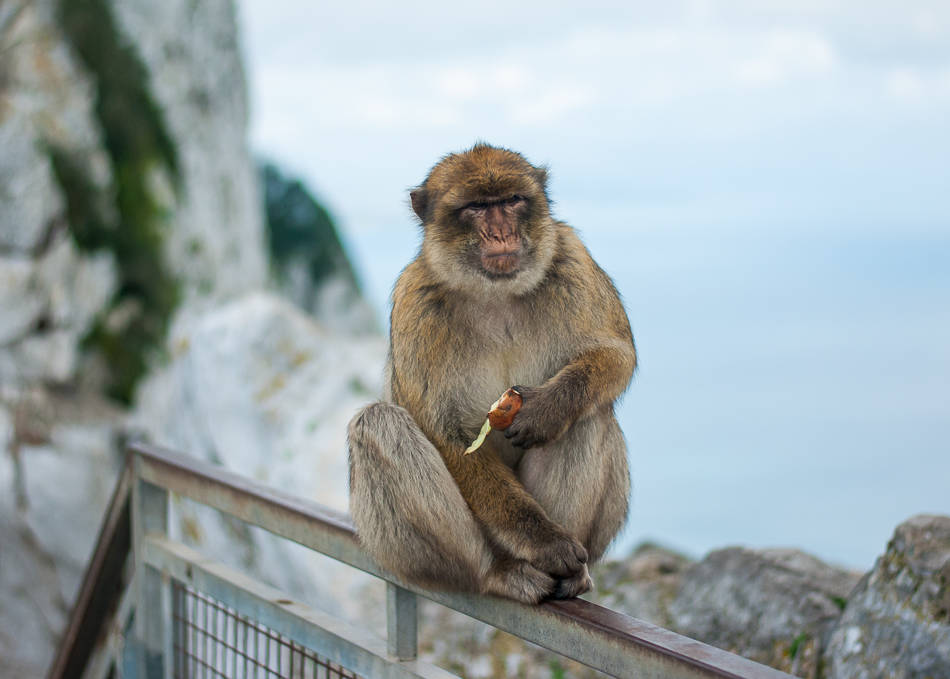 Barbary Apes - Gibraltar