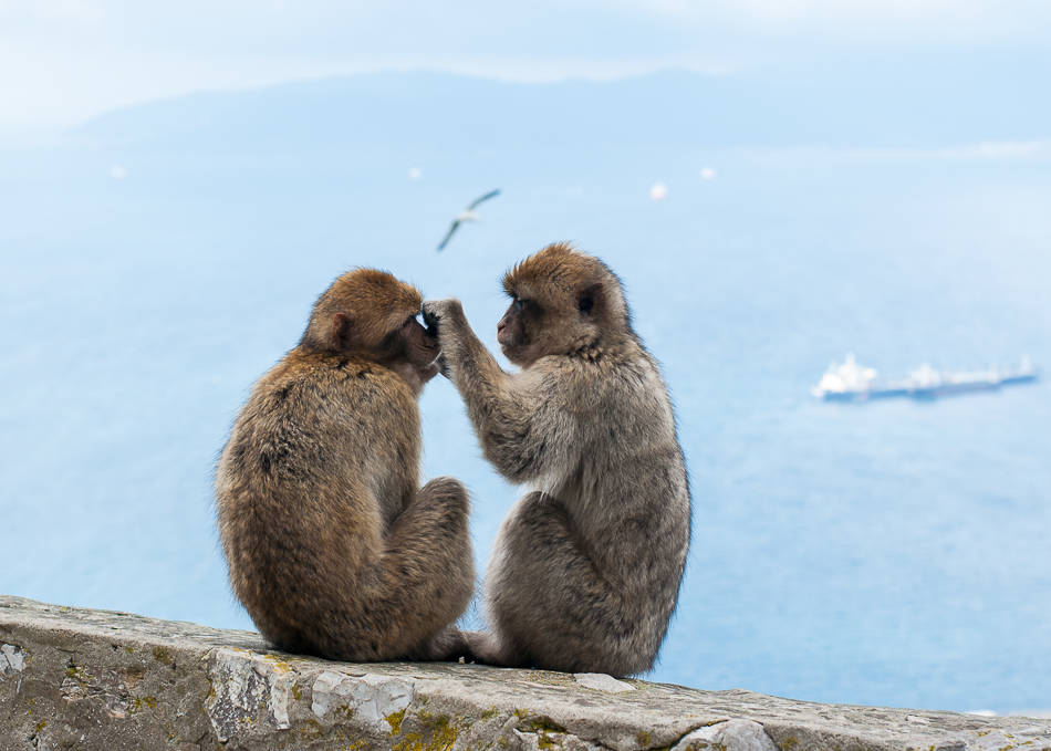 Barbary Apes - Gibraltar