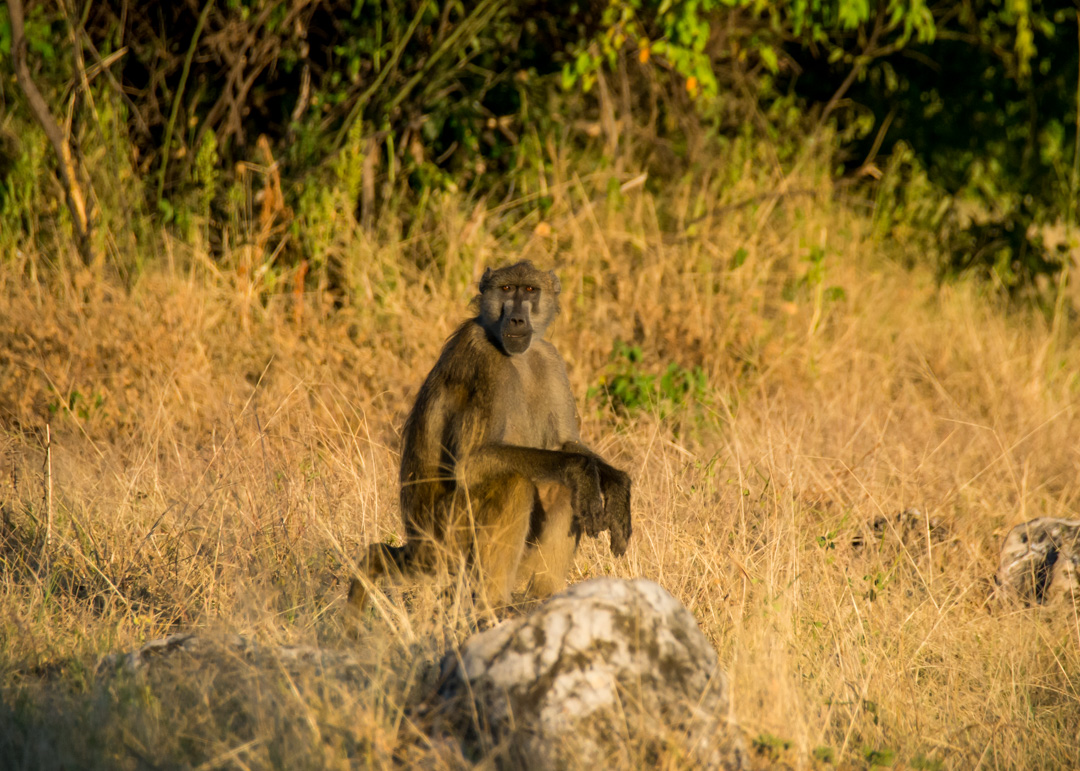 Baboon in Chobe