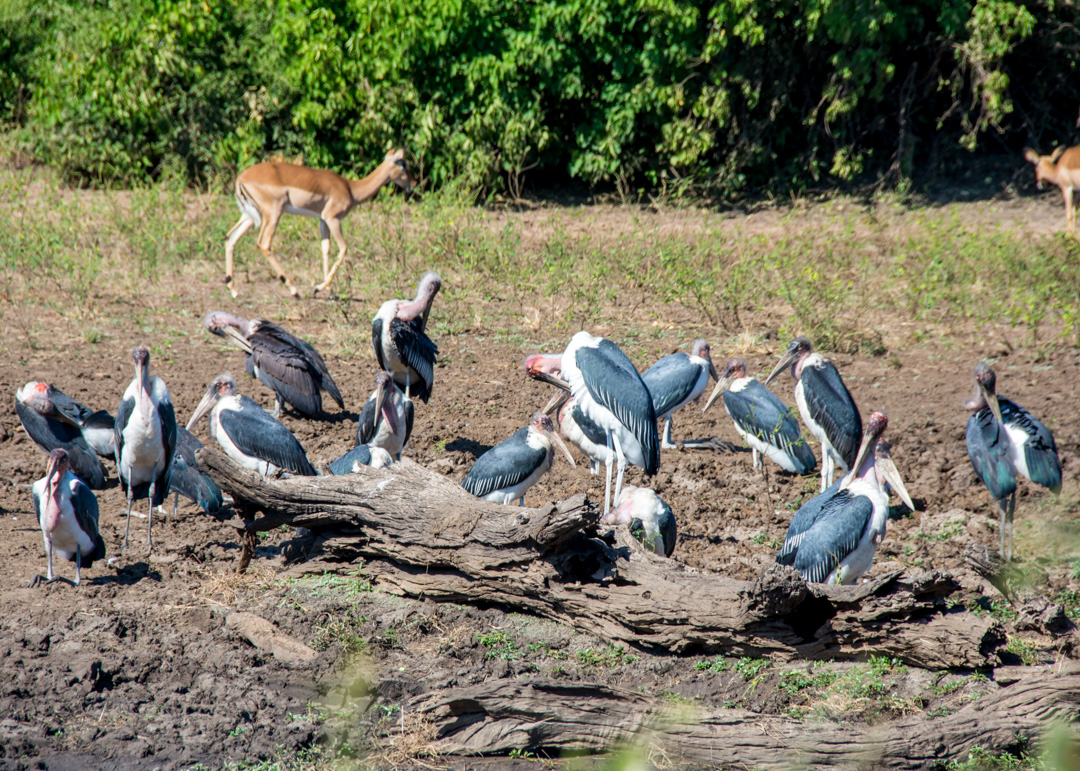 Marabouts in Chobe