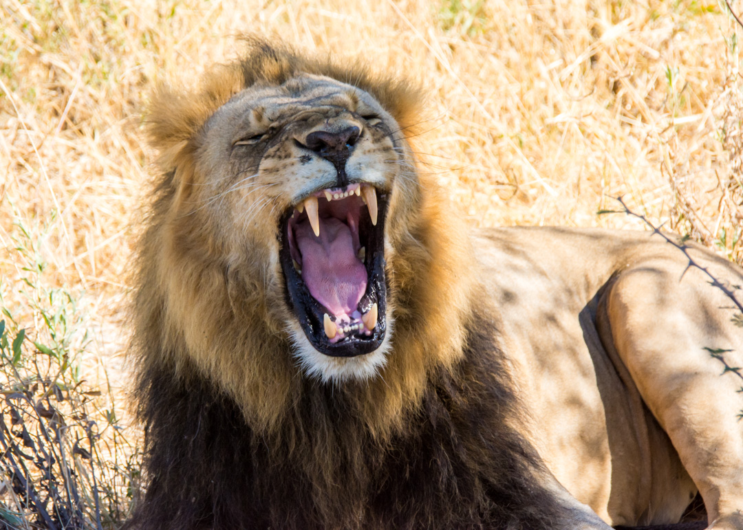 Lion - Okavango Delta