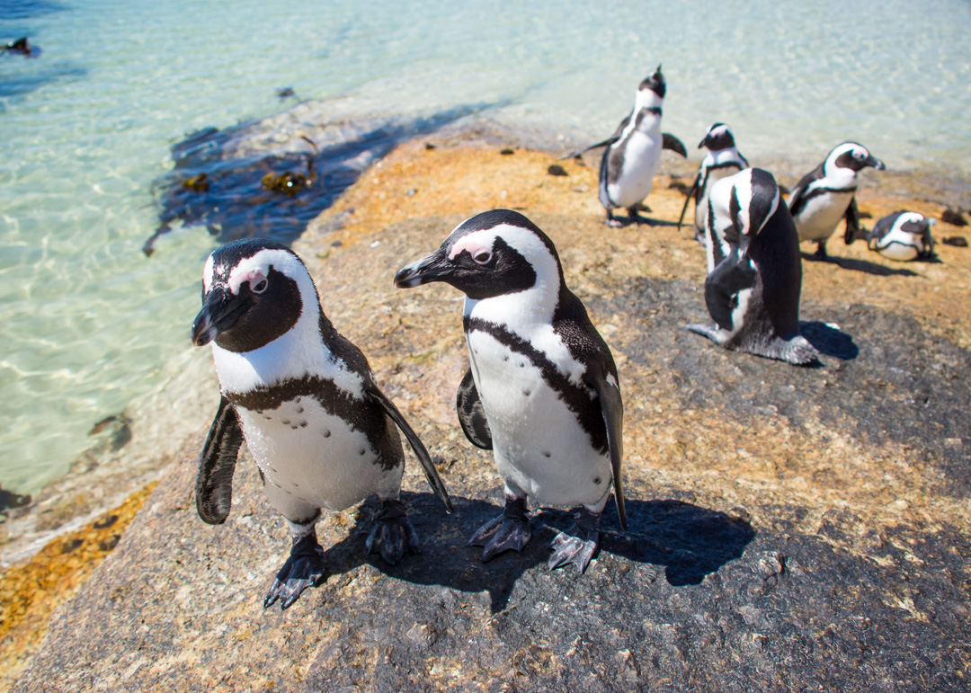 Boulders Beach - Penguins