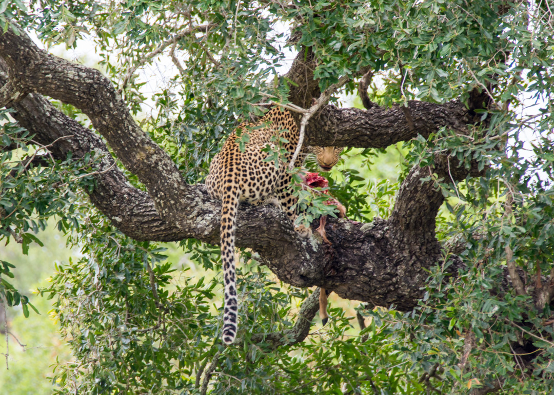 Sabi Sand - Leopard