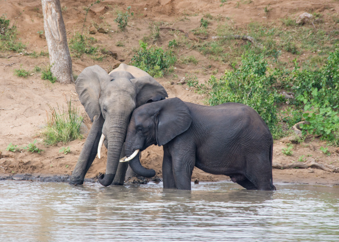 Motswari Lodge - Elephants