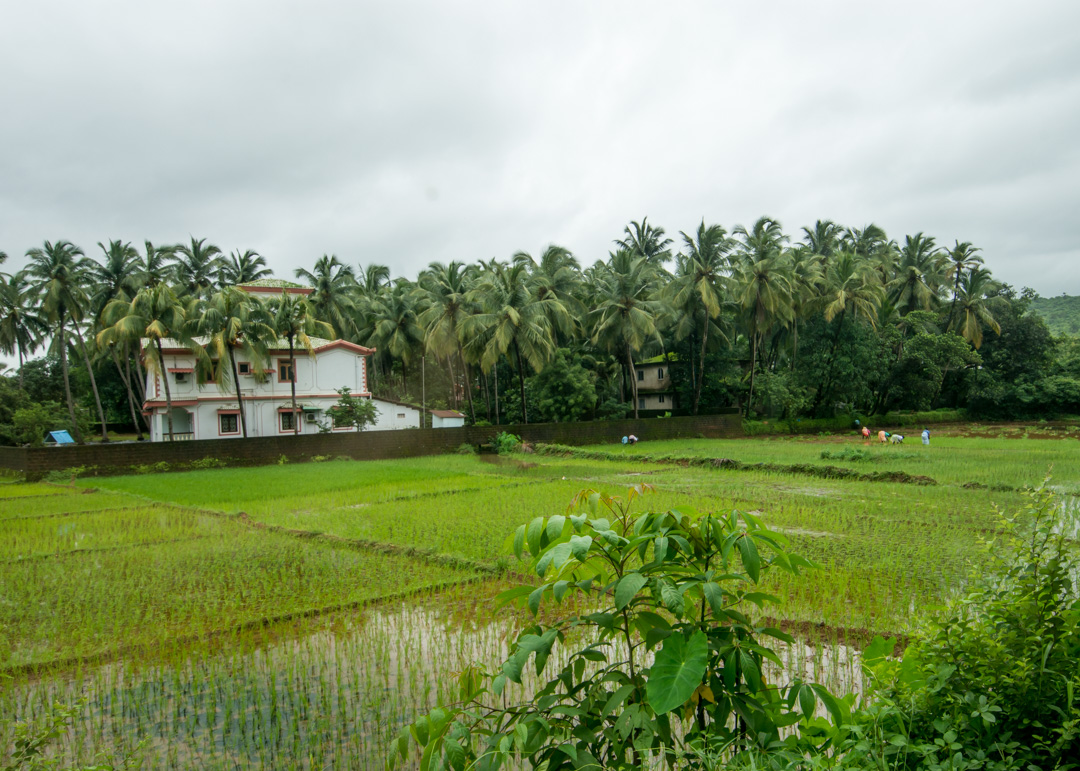 Goa Rice Paddies