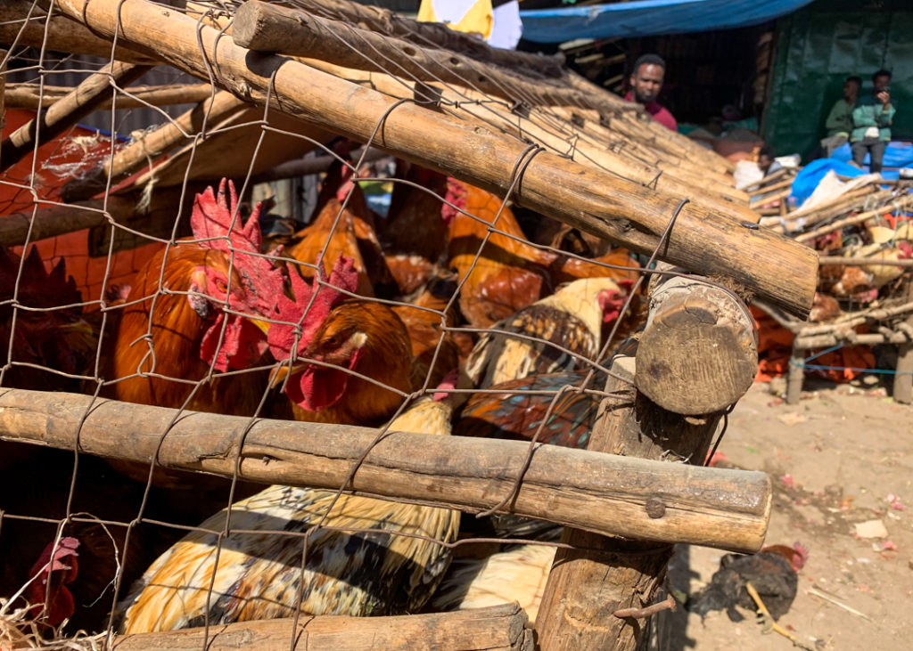 Chickens in Sholla Market