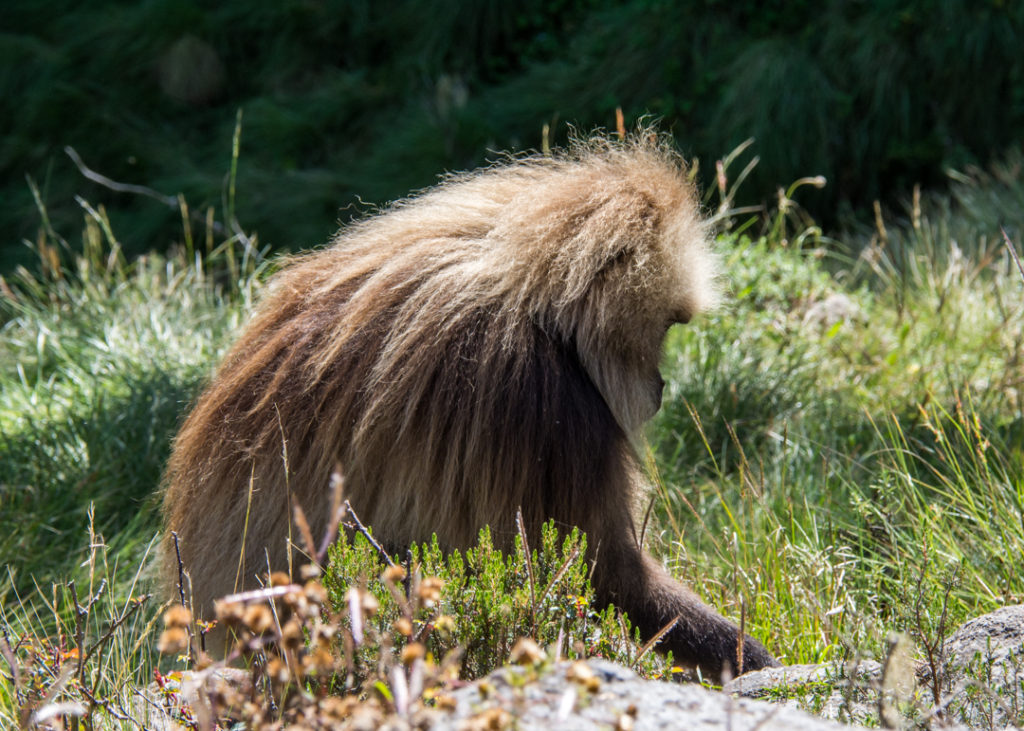 Gelada monkey