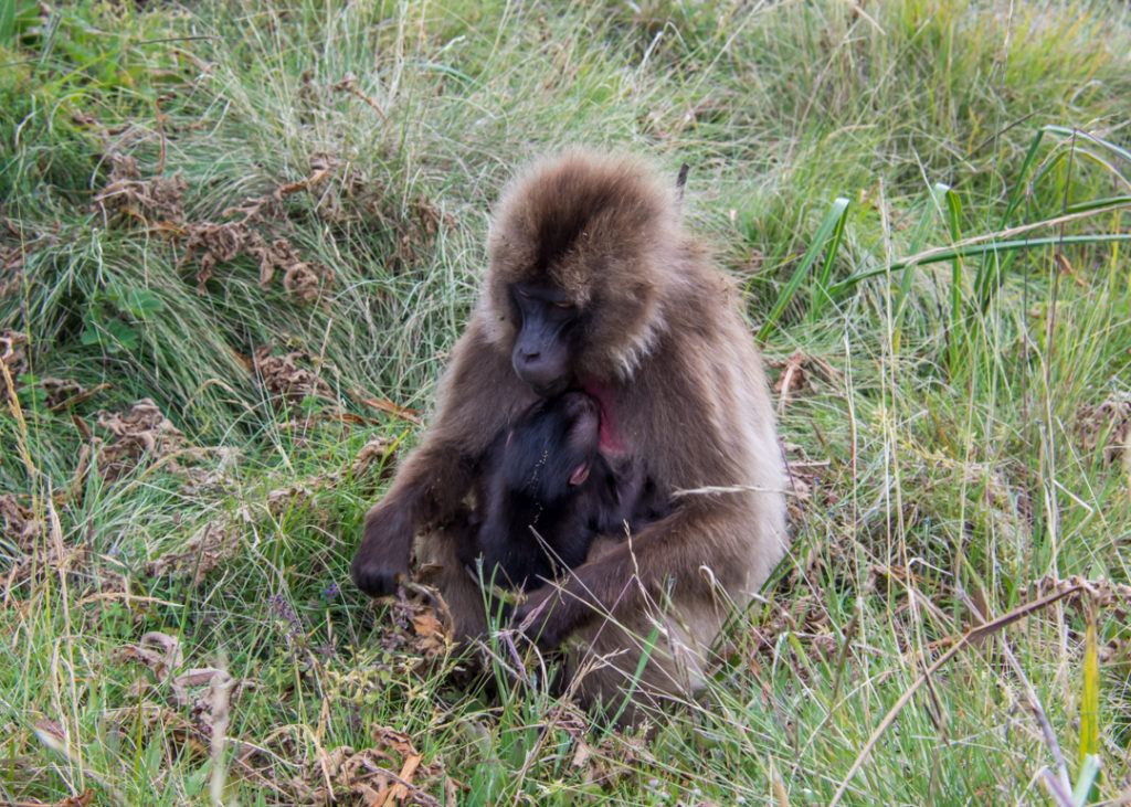 Gelada baby feeding