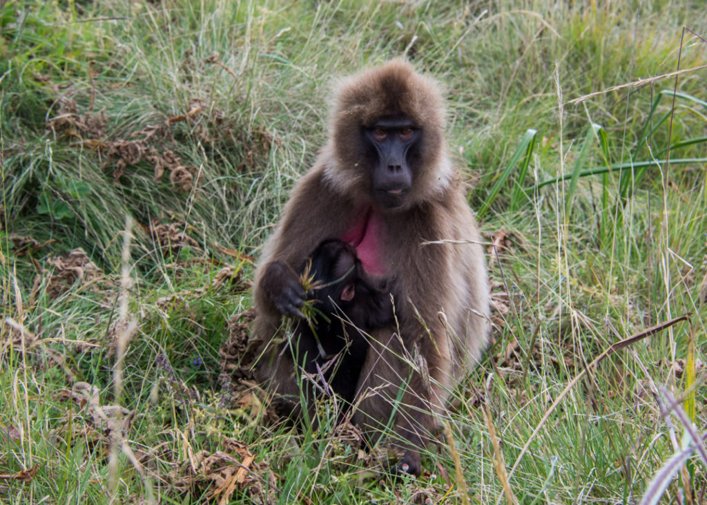 Gelada baby feeding