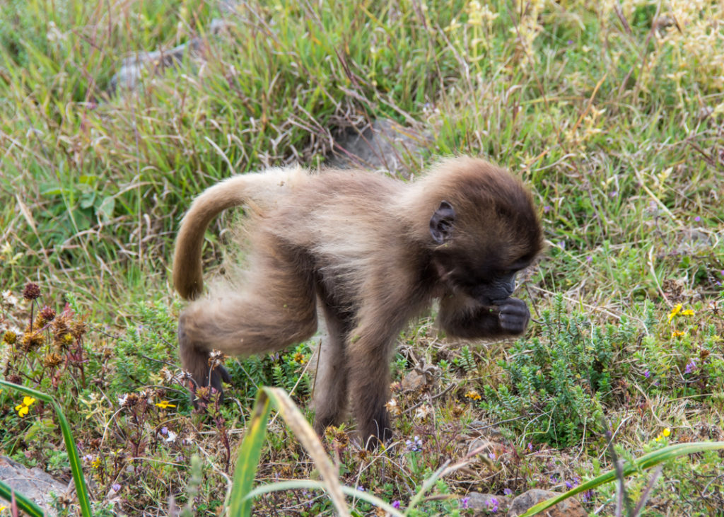 Gelada baby foraging