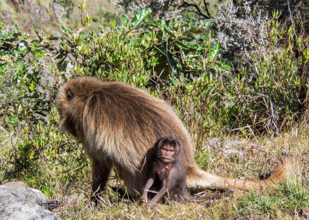 Gelada baby monkey