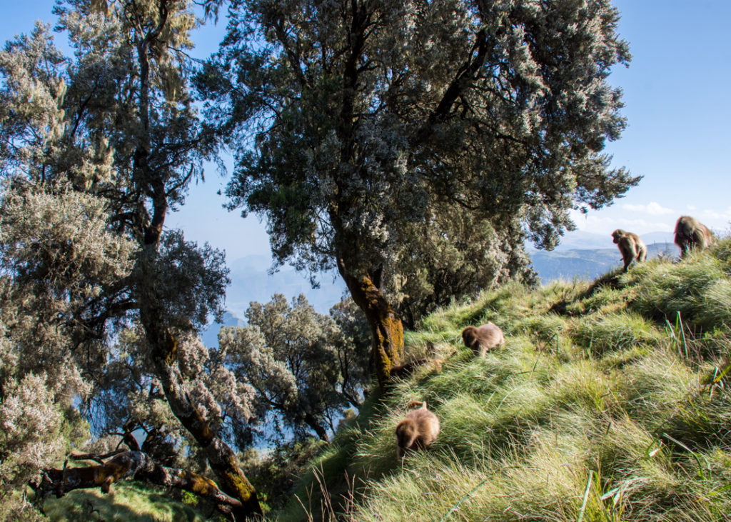 Gelada monkeys in Simien Mountains