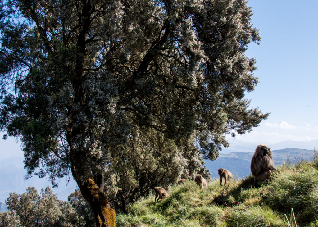 Gelada monkeys in Simien Mountains