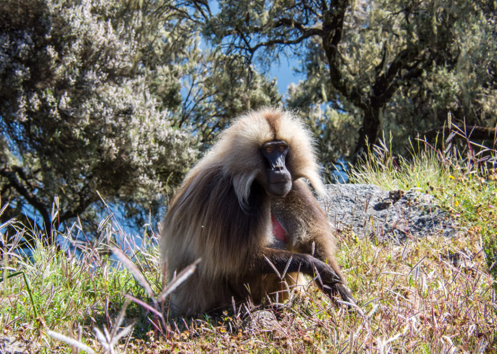 Gelada Monkey 