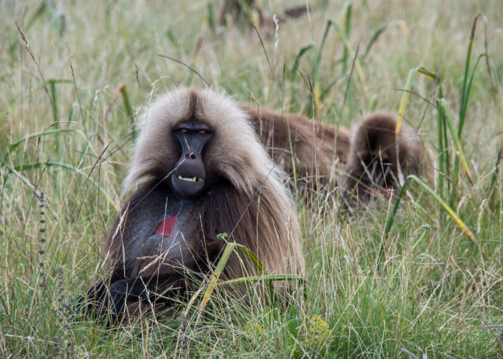 Gelada male