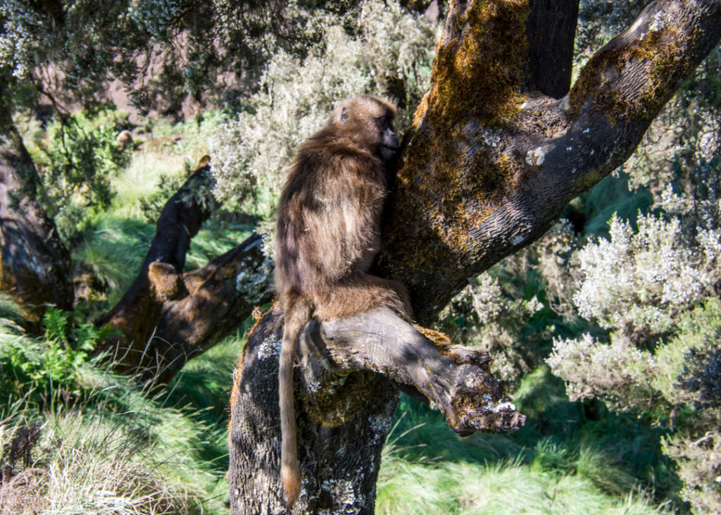 Gelada monkey in tree