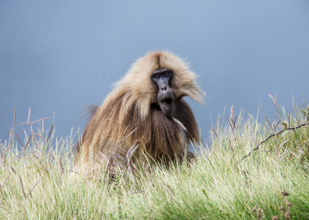 Gelada in the midst
