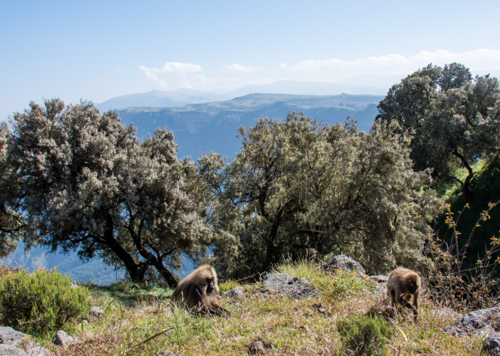 Gelada monkeys foraging