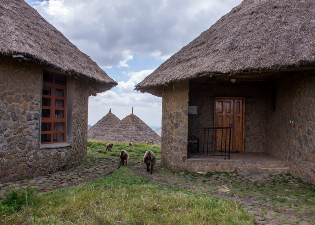 Geladas at Simien Lodge