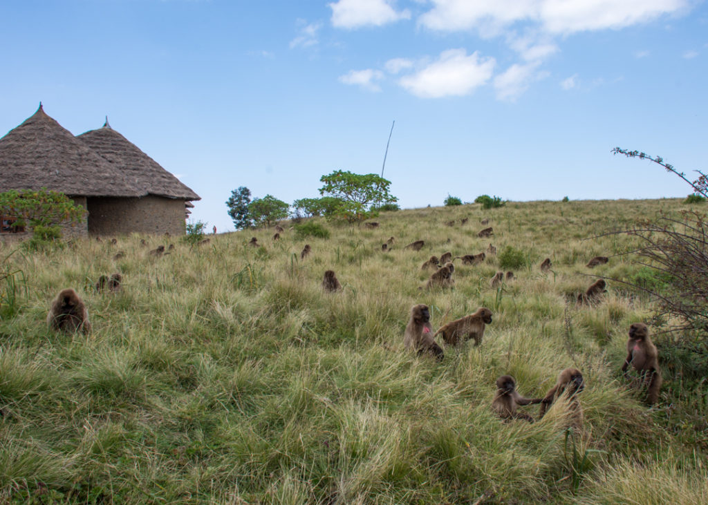 Gelada monkeys at Simien Lodge