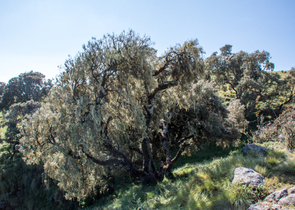 Beautiful tree in Simien Mountains