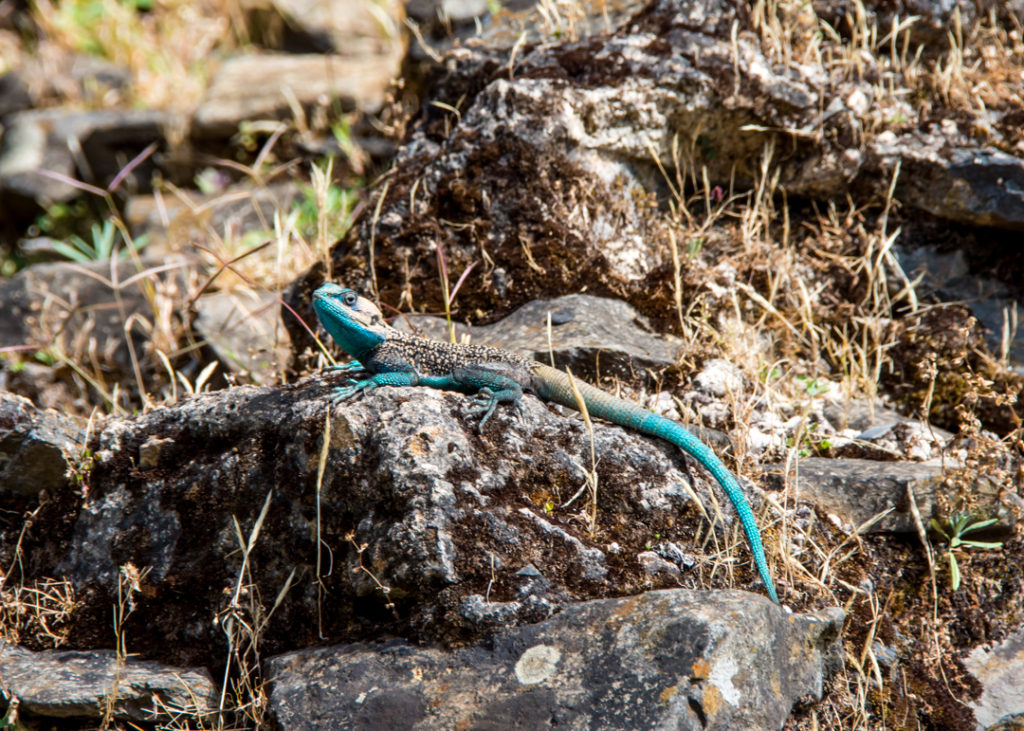 Lizard in Gondar, Ethiopia