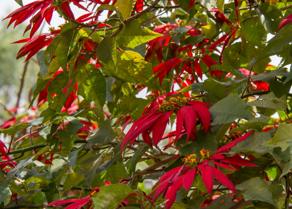 Poinsettia in Gondar, Ethiopia