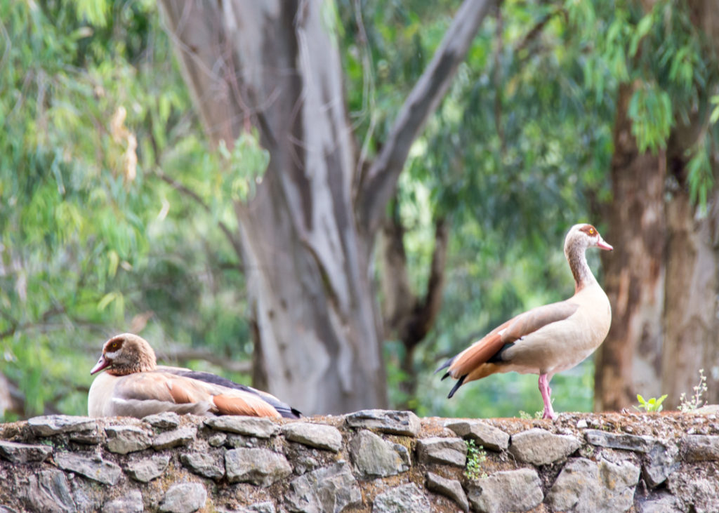 Egyptian geese at Fasiladas’ Bath in Gondar