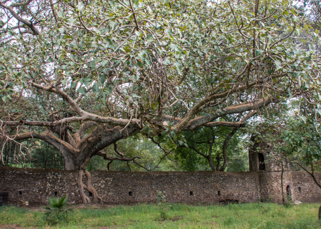 Giant fig tree at Fasiladas’ Bath in Gondar