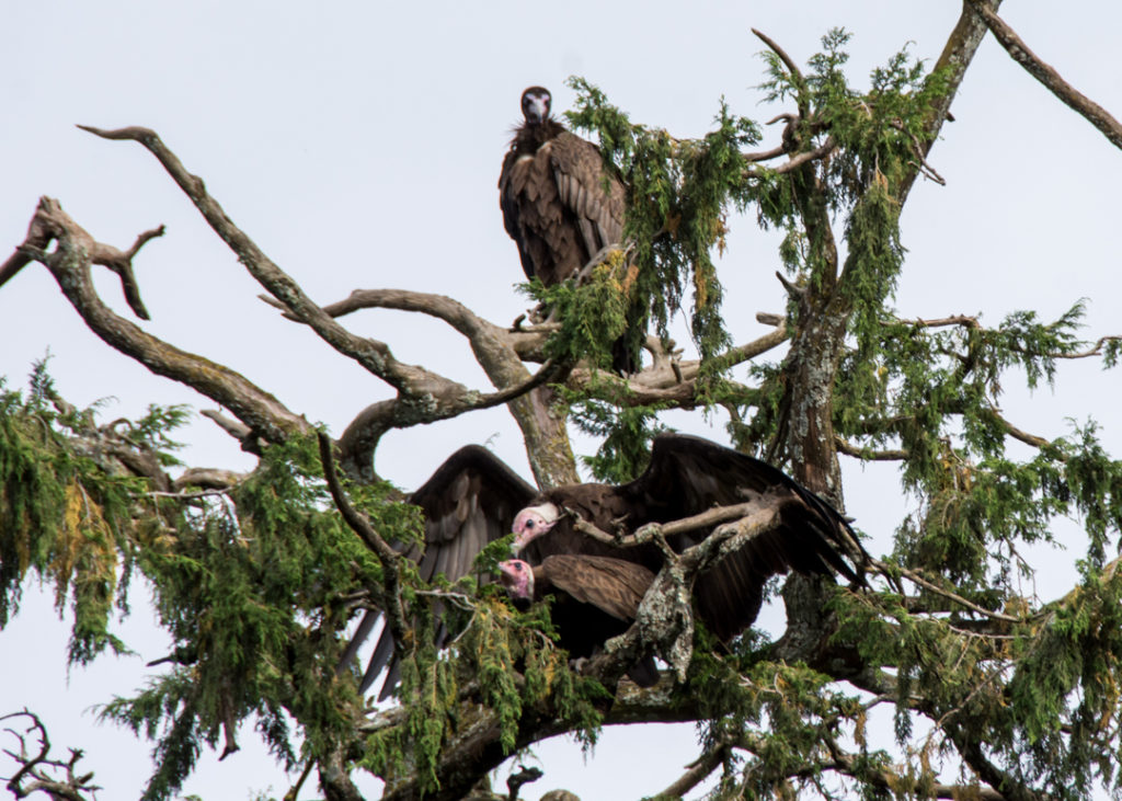 Vultures