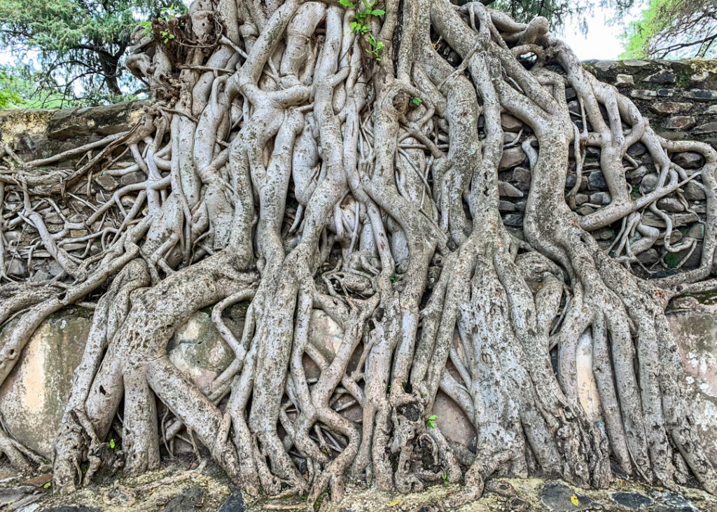 Trees around Fasiladas’ Bath in Gondar