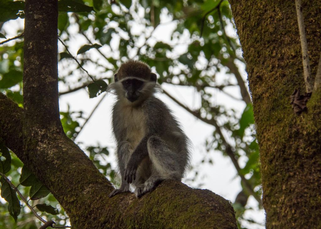 Monkey on Lake Tana