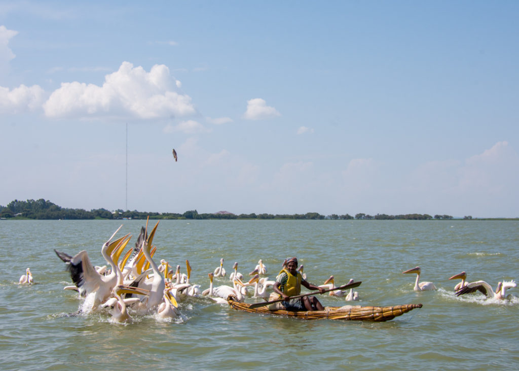 Pelicans on Lake Tana