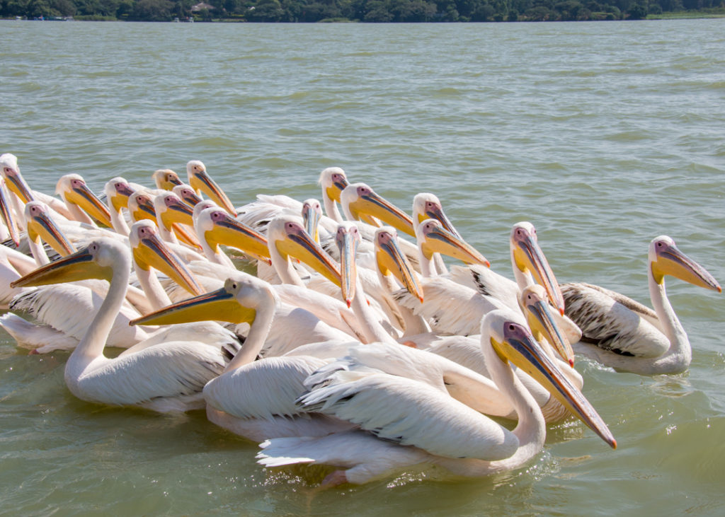 Pelicans on Lake Tana