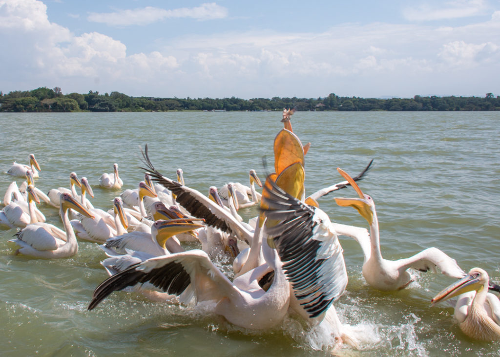 Pelicans on Lake Tana