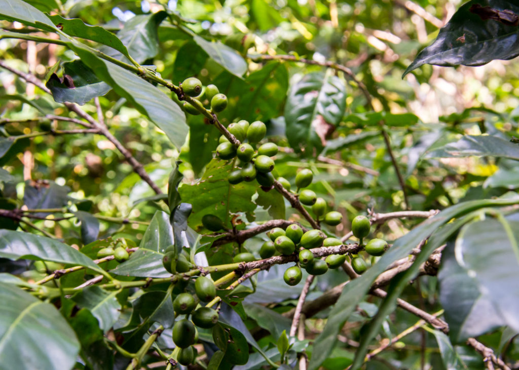 Coffee beans on lake tana