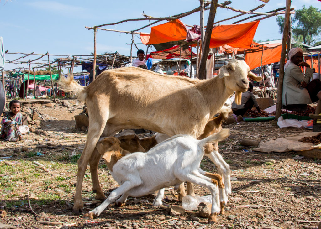 Goats at the market
