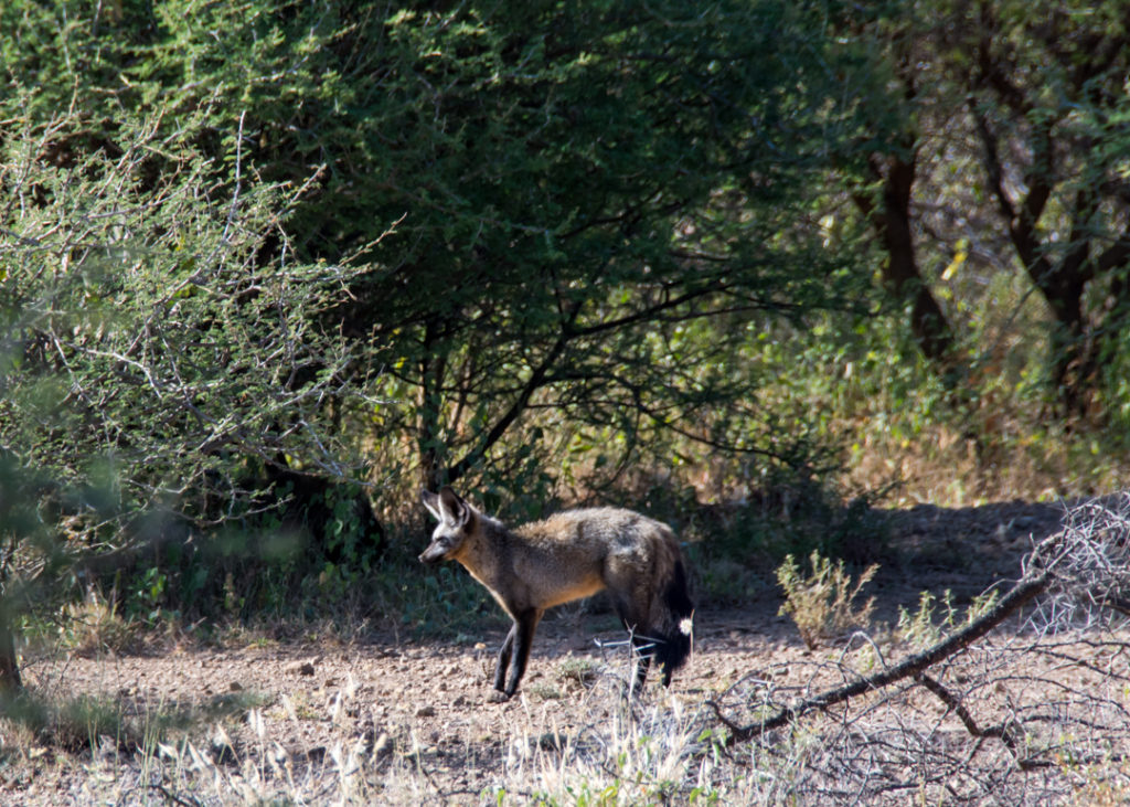 Bat-eared fox - Awash National Park