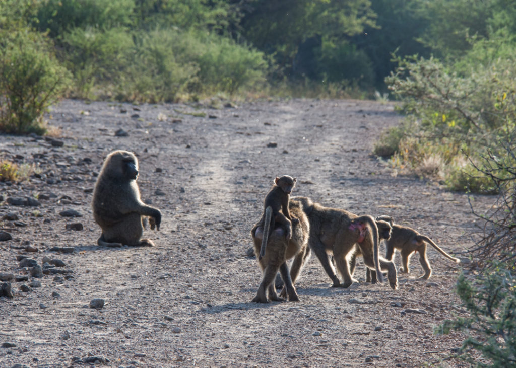 Baboon Family - Awash National Park