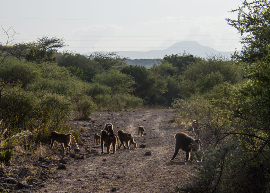 Baboon Family - Awash National Park