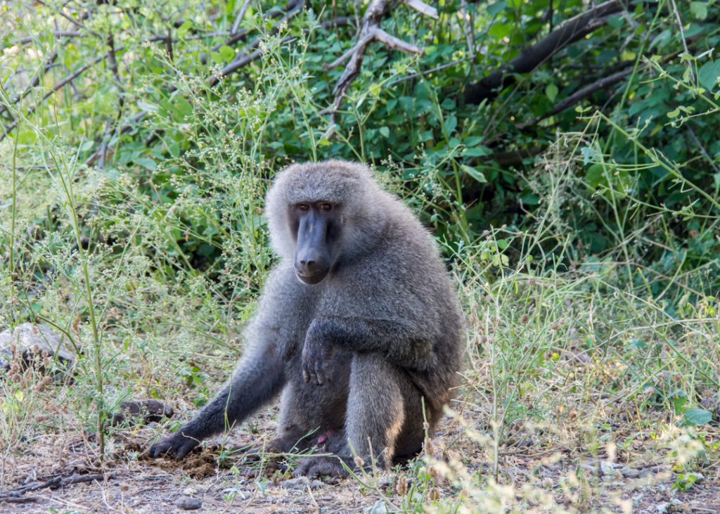 Baboon - Awash National Park