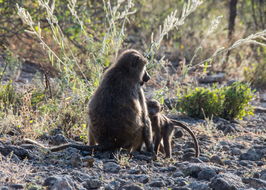 Baboon Family - Awash National Park