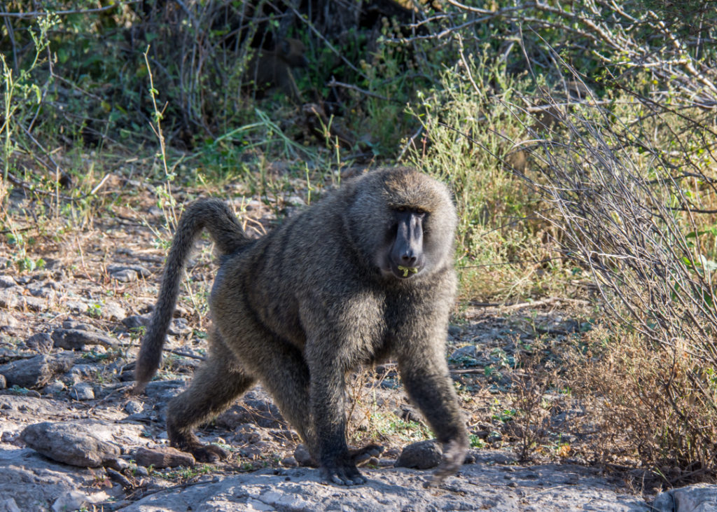 Baboon - Awash National Park
